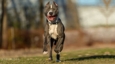 Riot Fest Adoptable Puppy of the Week: Nugget