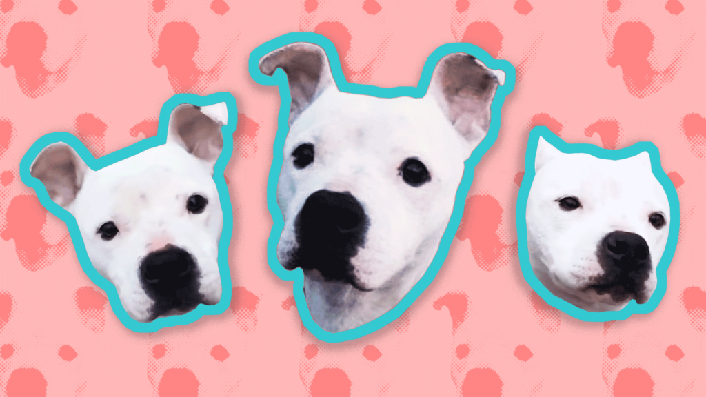 Riot Fest Adoptable Puppy of the Week: Rila