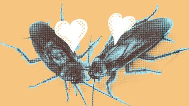 Name A Cockroach After Someone You Love/Hate For Valentine’s Day