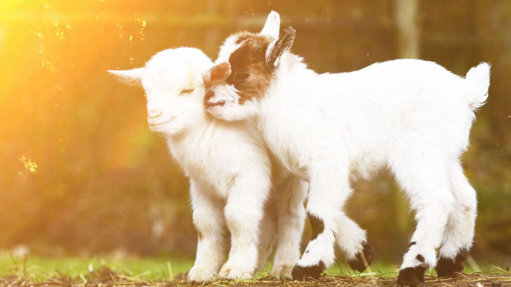 Have You Herd? The City Of Edmonton is Hiring A Goat Coordinator