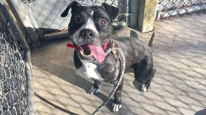 Riot Fest Adoptable Puppy of the Week: Diamond