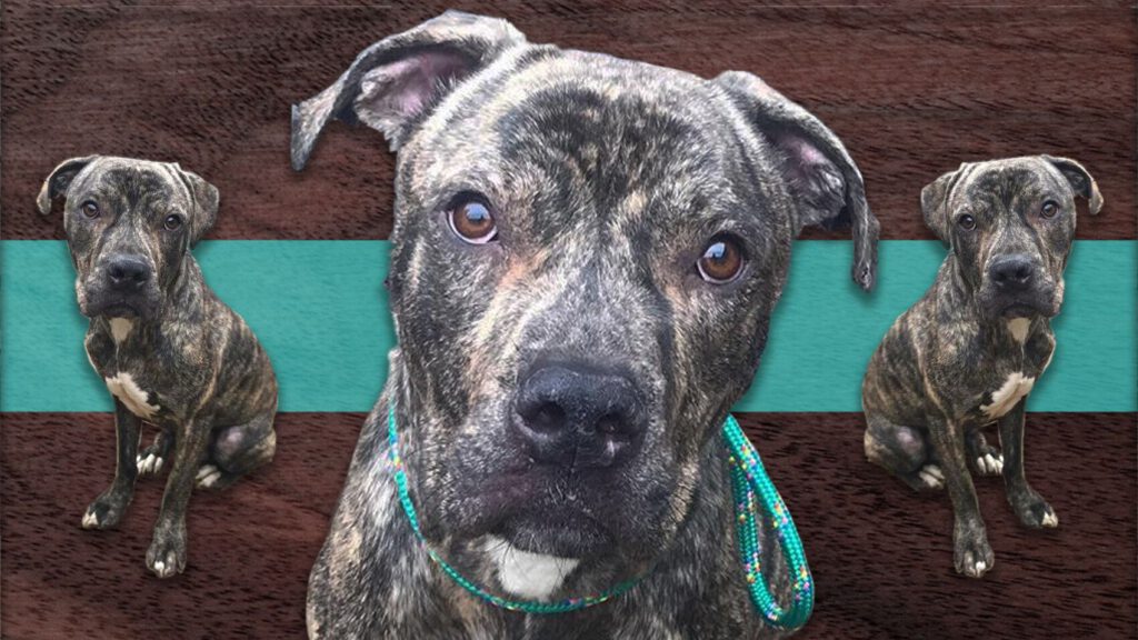 Riot Fest Adoptable Puppy of the Week: Walnut
