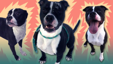 Riot Fest Adoptable Puppy of the Week: Mason