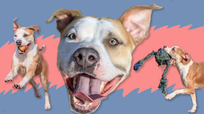 Riot Fest Adoptable Puppy of the Week: Muddy