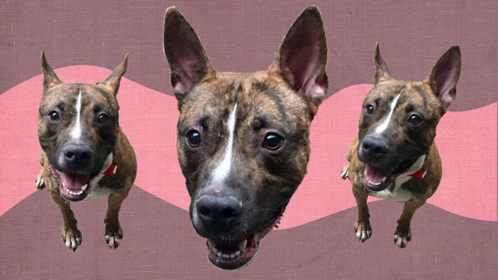 Riot Fest Adoptable Puppy of the Week: Bug