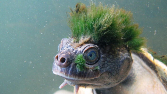 This Punk AF Turtle is Endangered