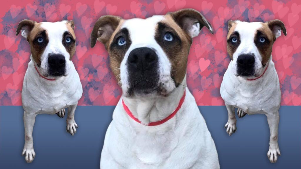 Riot Fest Adoptable Puppy of the Week: Maybelline