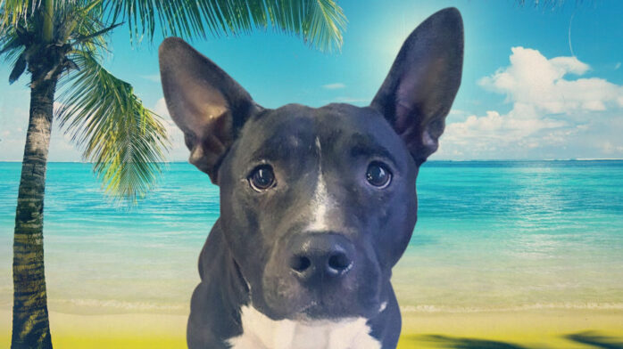 Riot Fest Adoptable Puppy of the Week: Mojito