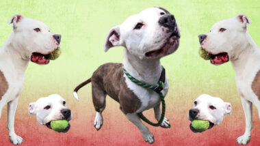 Riot Fest Adoptable Puppy of the Week: Nala
