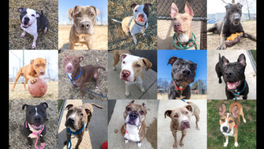 Riot Fest Adoptable Puppy of the Week: ALL OF THE PUPPIES
