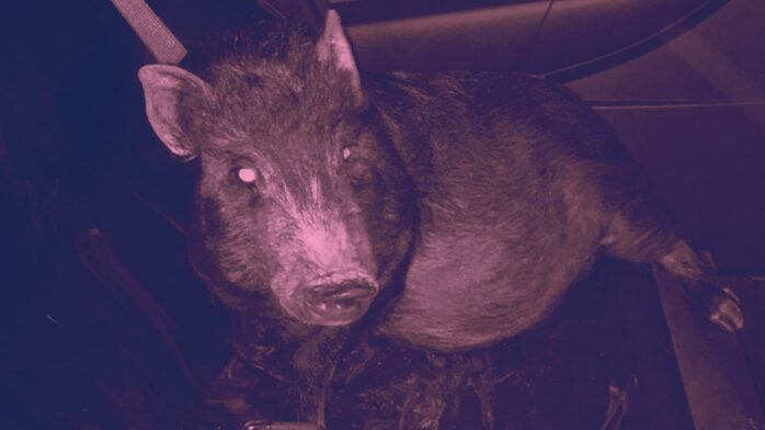 Pig Follows Ohio Man Home for Some Love, Ends Up in the Back of a Cop Car