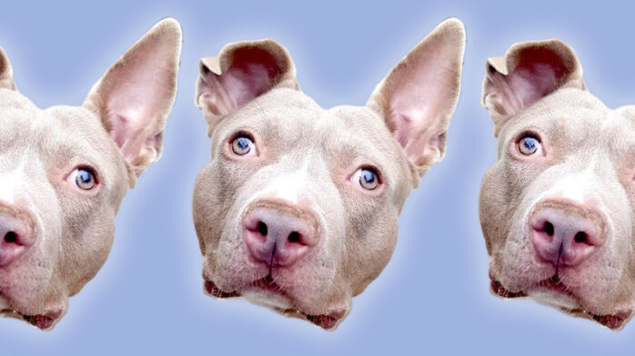 Riot Fest Adoptable Puppy of the Week: Camero