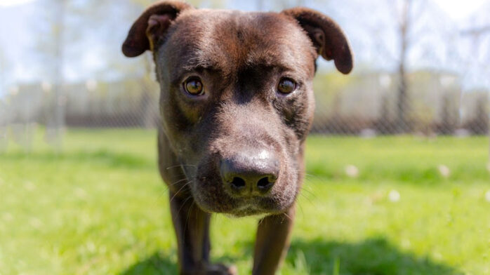 Riot Fest Adoptable Puppy of the Week: Emmitt