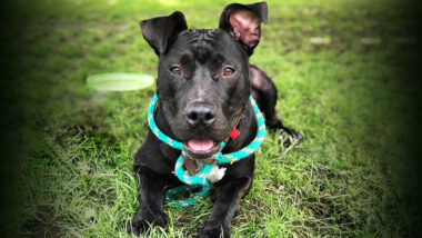 Riot Fest Adoptable Puppy of the Week: Logan