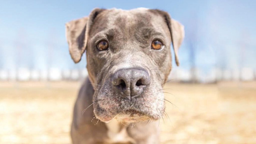 Riot Fest Adoptable Puppy of the Week: SOL