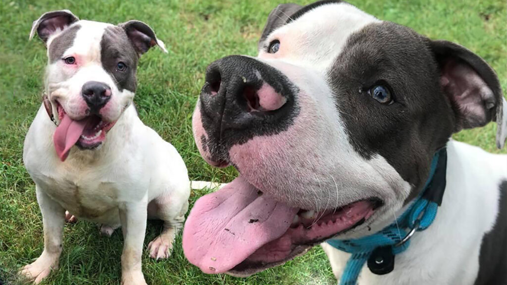 Riot Fest Adoptable Puppy of the Week: Judson