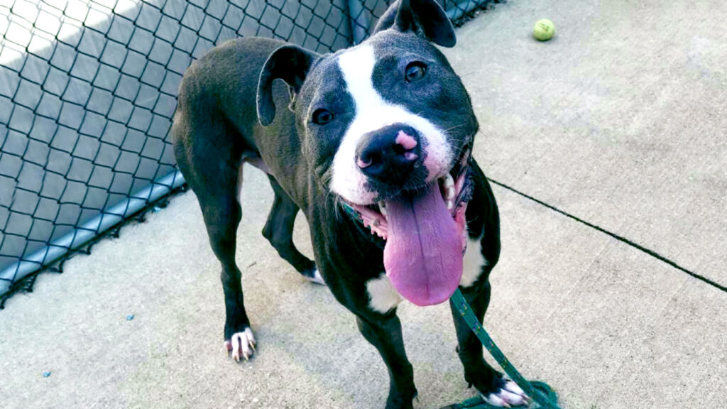 Riot Fest Adoptable Puppy of the Week: Pato