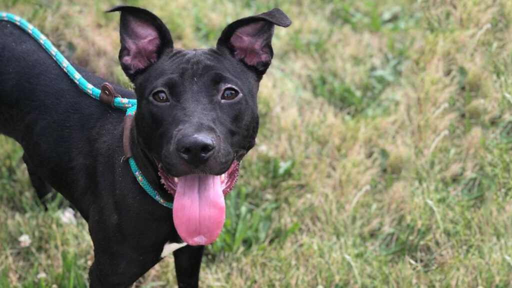 Riot Fest Adoptable Puppy of the Week: Ruby Falls