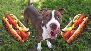Riot Fest Adoptable Puppy of the Week: Hot Dog