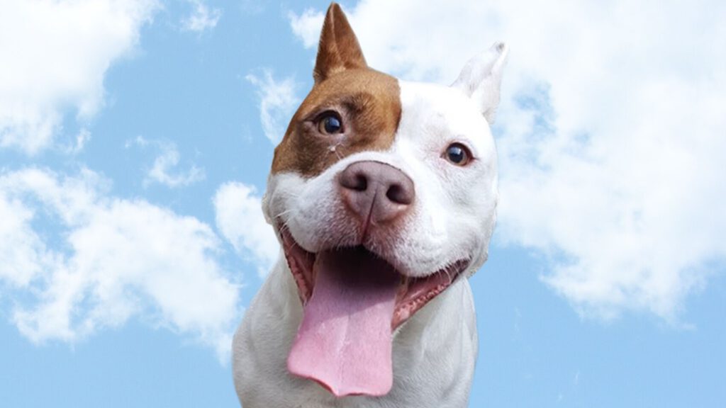 Riot Fest Adoptable Puppy of the Week: Brooklyn
