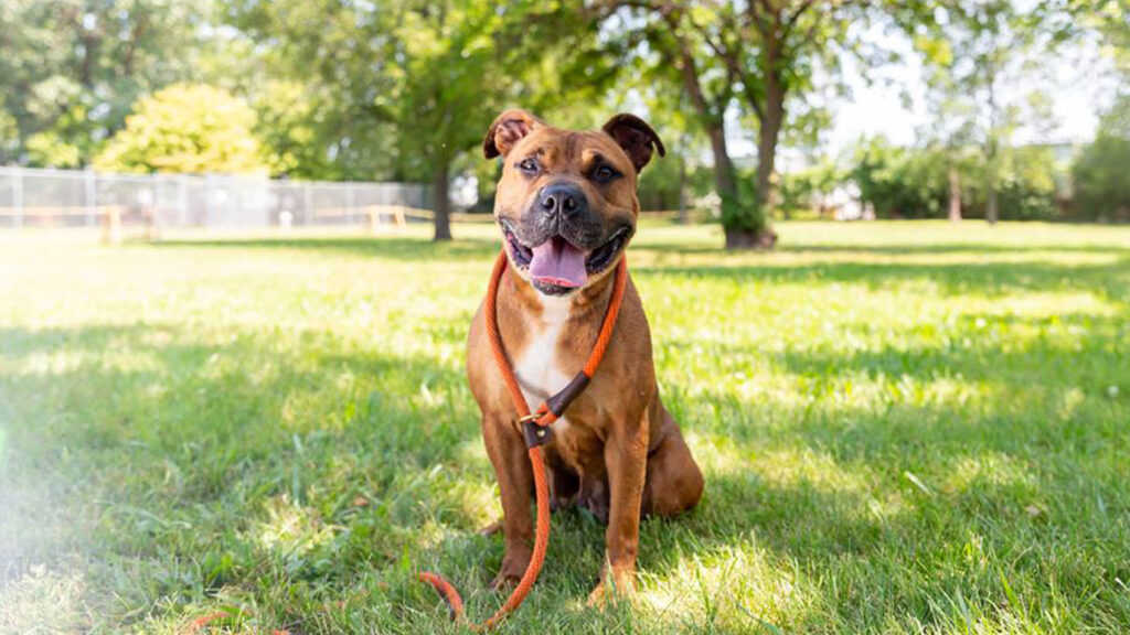 Riot Fest Adoptable Puppy of the Week: Cookie