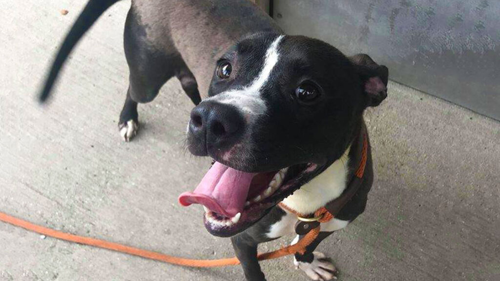 Riot Fest Adoptable Puppy of the Week: Philly