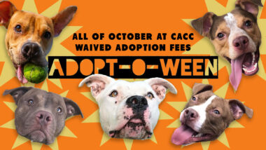 Riot Fest Adoptable Puppy of the Week: ALL OF THEM