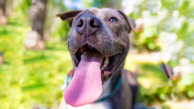 Riot Fest Adoptable Puppy of the Week: Pendleton