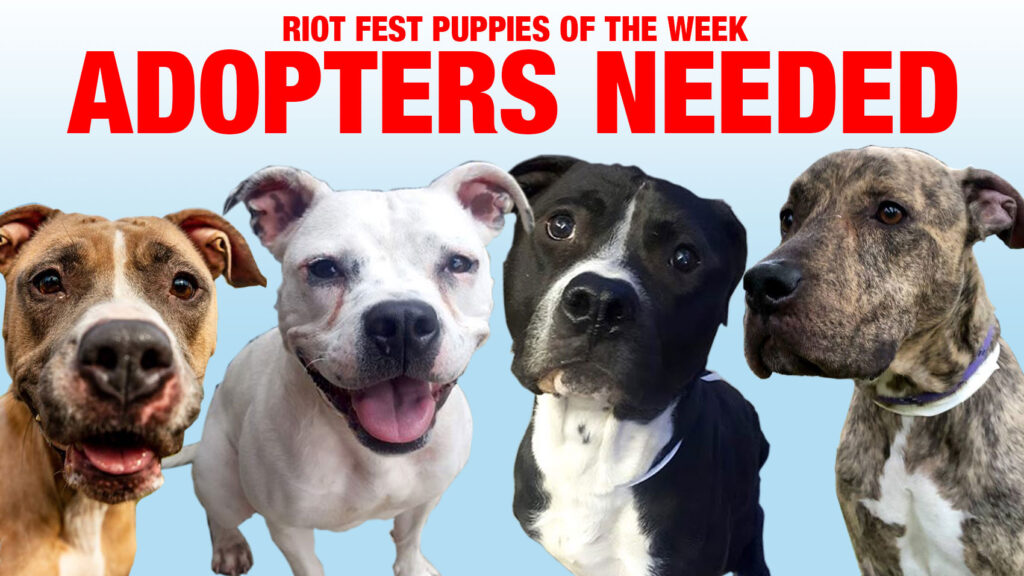 Riot Fest Adoptable Puppy of the Week: (URGENT) Nala, Luna, Sven, Tiger