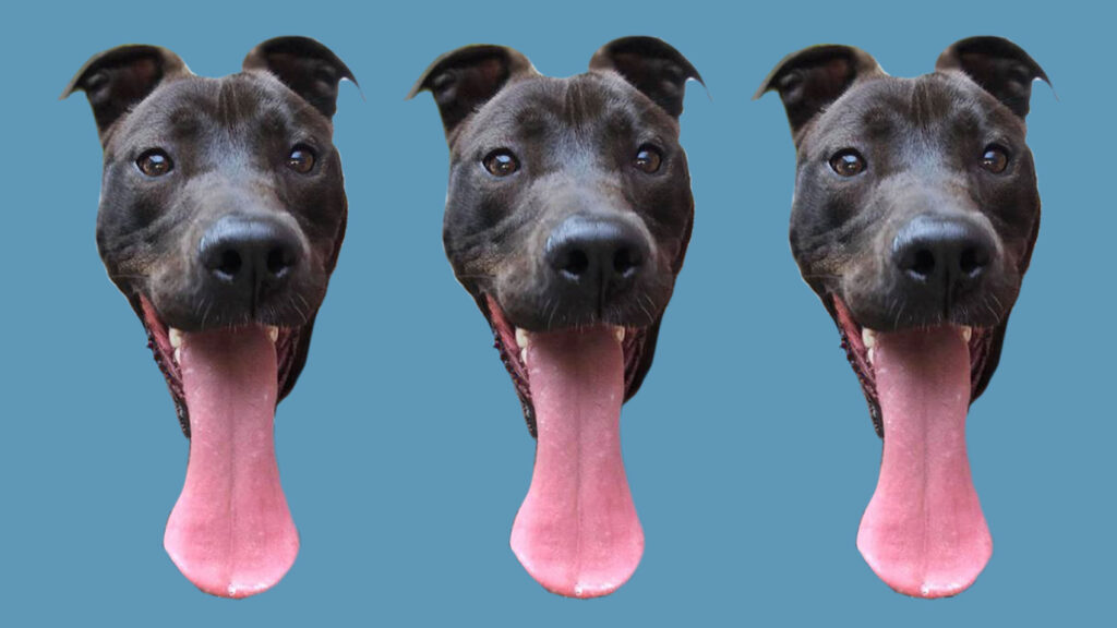 Riot Fest Adoptable Puppy of the Week: Doofy