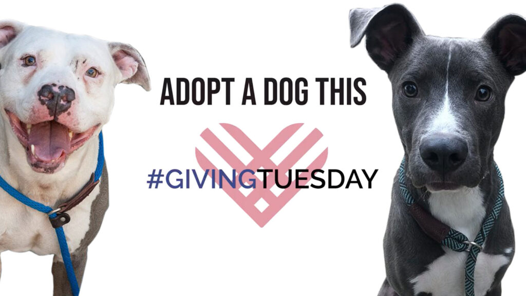 Riot Fest Adoptable Puppy of the Week: #GivingTuesday Edition
