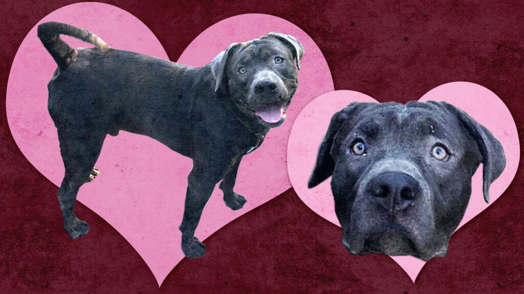 Riot Fest Adoptable Puppy of the Week: Dr. Funk