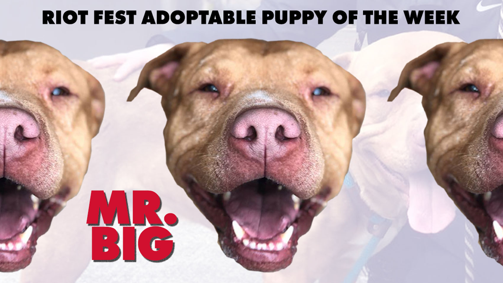 Riot Fest Adoptable Puppy Of The Week Mr Big Riot Fest