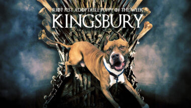 Riot Fest Adoptable Puppy of the Week: KINGSBURY