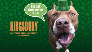 Riot Fest Adoptable Puppy of the Week: KINGSBURY