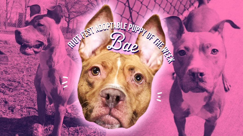 Riot Fest Adoptable Puppy of the Week: BAE