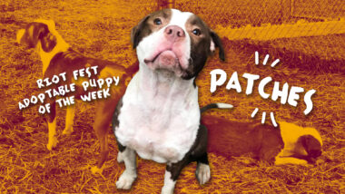 Riot Fest Adoptable Puppy of the Week: Patches