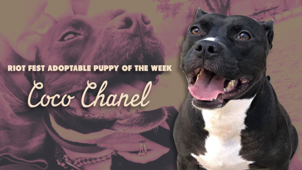 Riot Fest Adoptable Puppy of the Week: Coco Chanel
