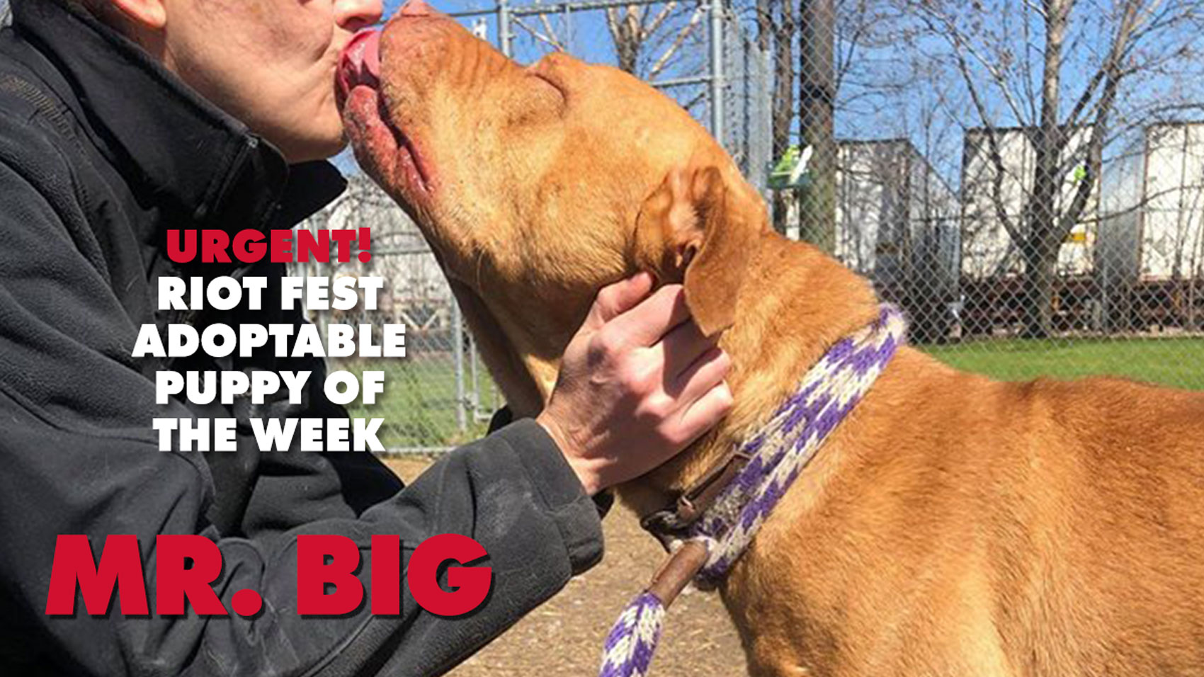 Urgent Riot Fest Adoptable Puppy Of The Week Mr Big Riot Fest