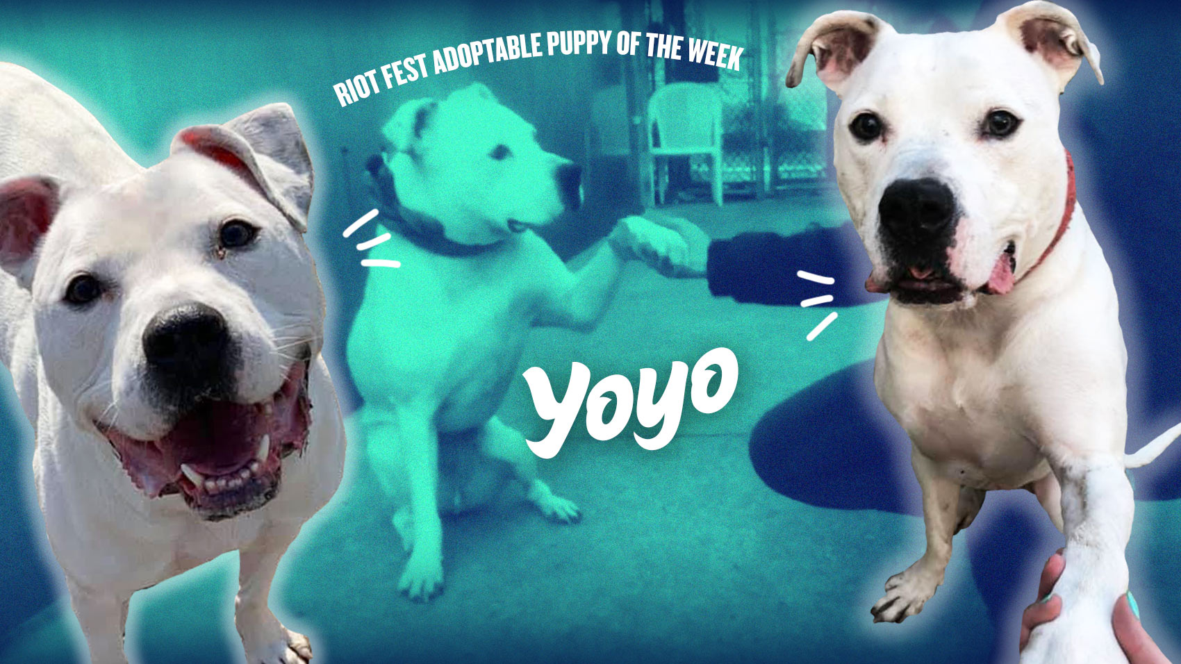 Riot Fest Adoptable Puppy of the Week: Yoyo