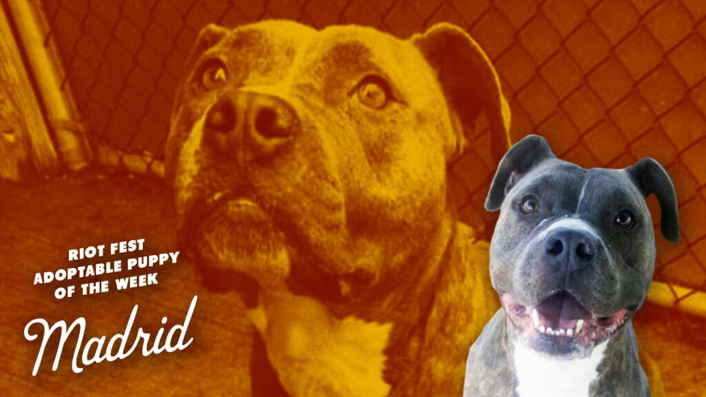 Riot Fest Adoptable Puppy of the Week: Madrid