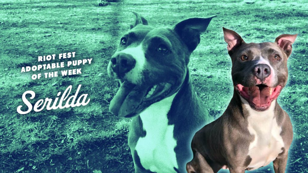 Riot Fest Adoptable Puppy of the Week: SERILDA