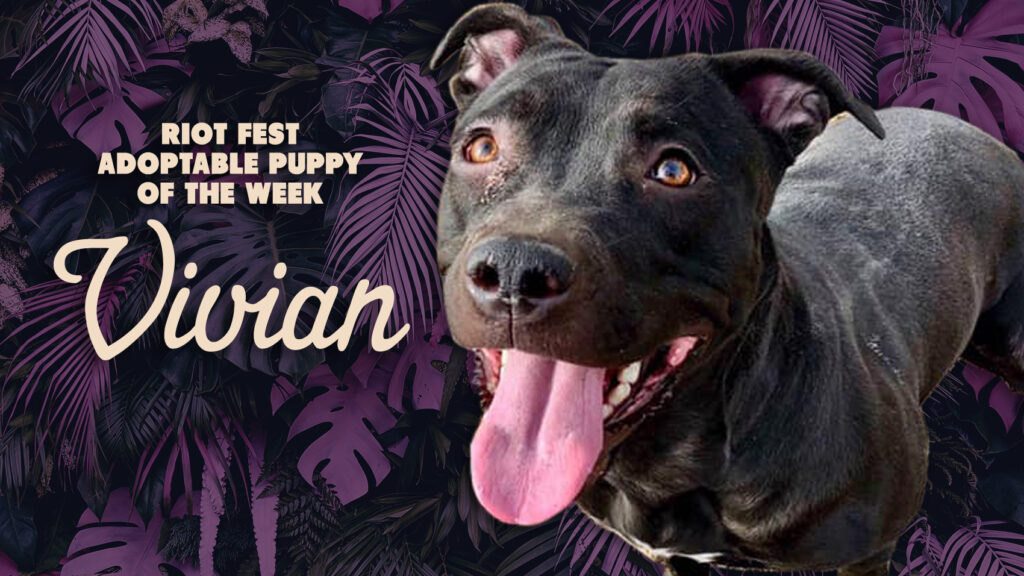 Riot Fest Adoptable Puppy of the Week: Vivian