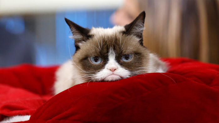 Tardar Sauce, Better Known As Grumpy Cat, Has Passed Away