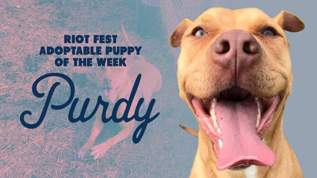 Riot Fest Adoptable Puppy of the Week: Purdy