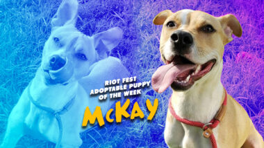 Riot Fest Adoptable Puppy of the Week: McKay