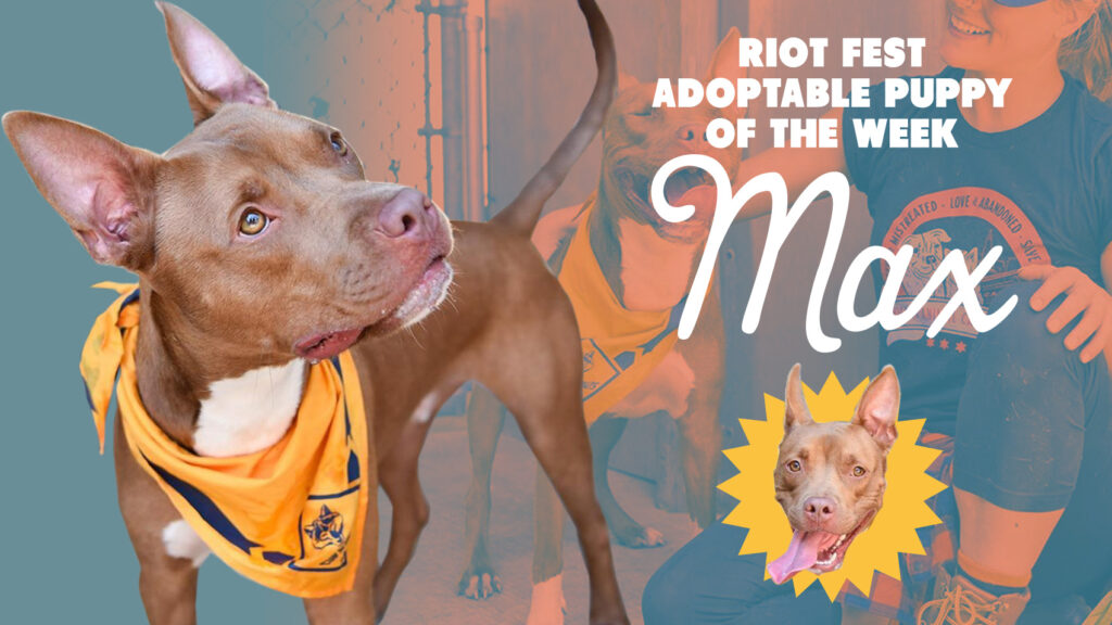 Riot Fest Adoptable Puppy of the Week: Max
