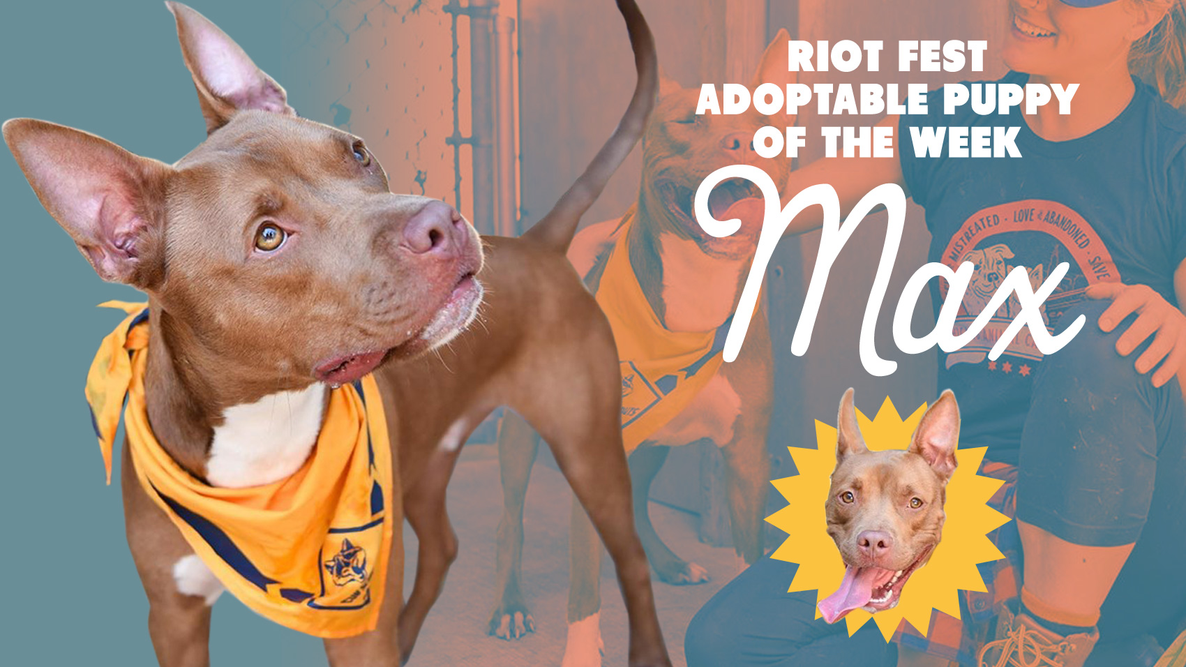 Riot Fest Adoptable Puppy of the Week: Max