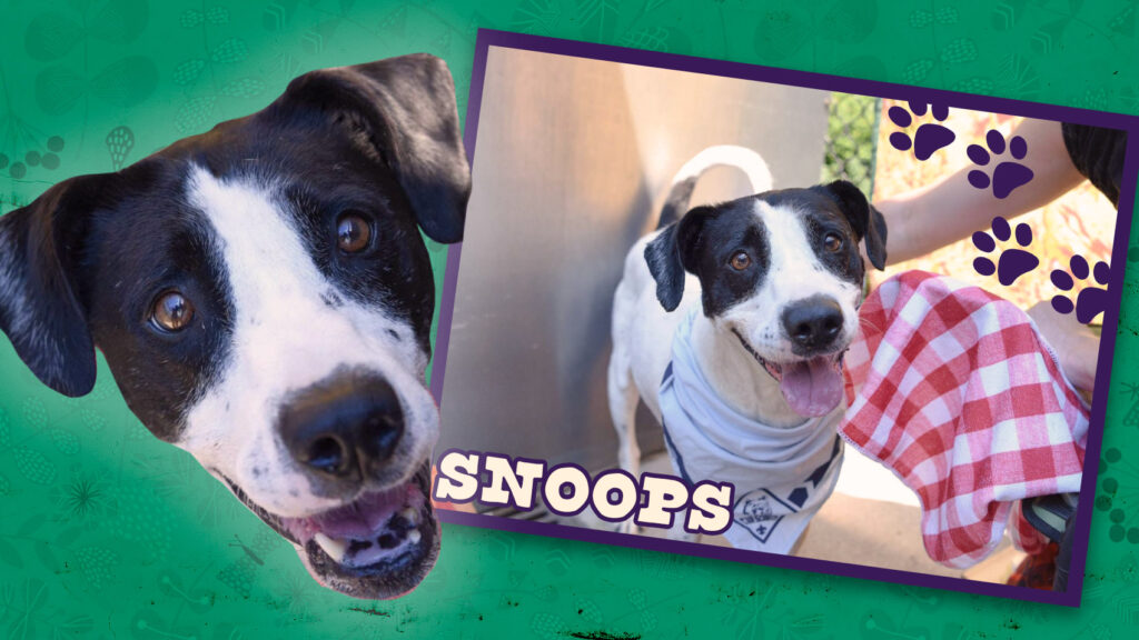Riot Fest Adoptable Puppy of the Week: Snoops