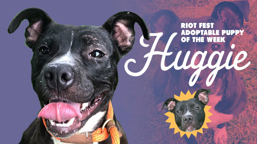 Riot Fest Adoptable Puppy of the Week: Huggie